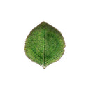 Costa Nova VEP171-00816L